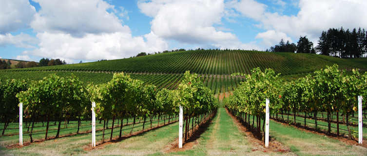 Oregon vineyard