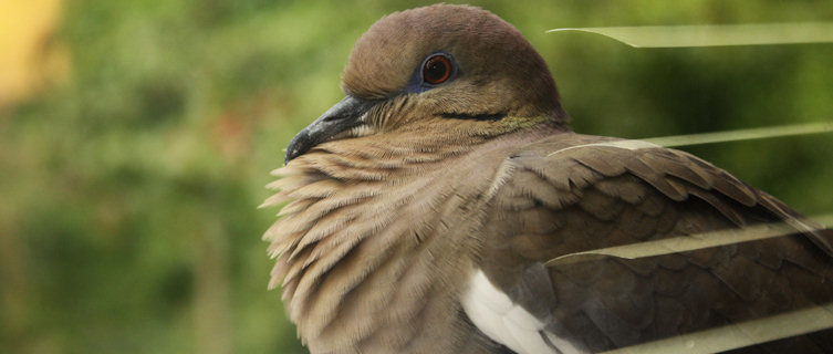 Puerto Rico boasts rich birdlife