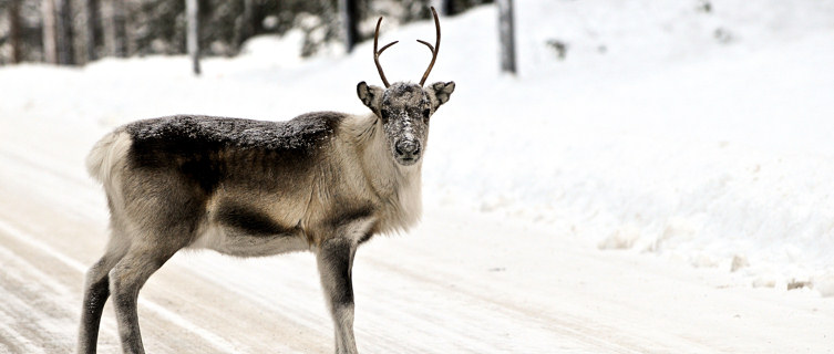 Reindeer, Swedish Lapland