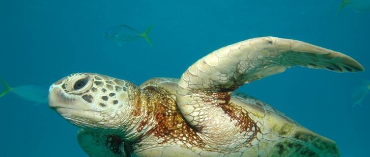 Sea Turtle, Great Barrier Reef, Cairns, Australia 