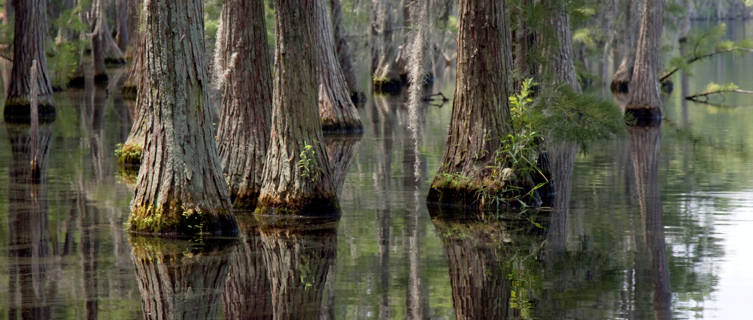 Swamp trees in Georgia