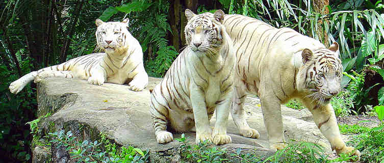 Visit white tigers in Singapore Zoo