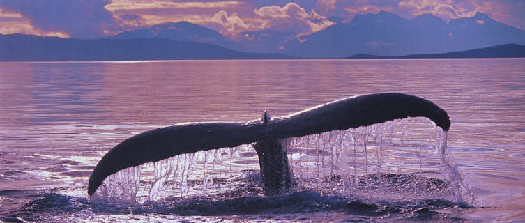 Whale in Alaska, an unspoilt wilderness
