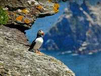 Discover colourful puffins on Skomer Island